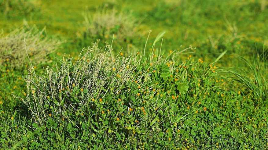 لوحات من وحي الطبيعة تزين رفحاء وتزيدها بهجة وجمالًا