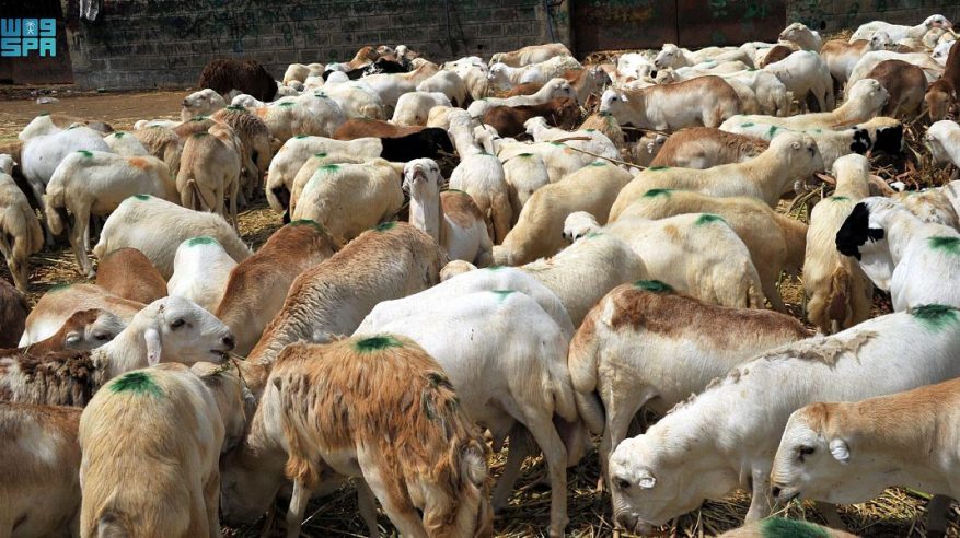 رمضان يرفع أسعار الماعز حتى 1400 ريال في جازان