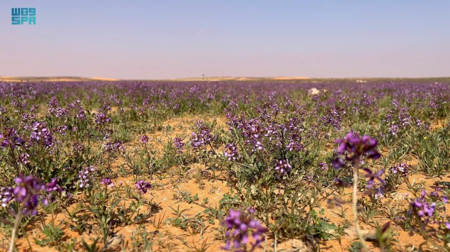 محمية الإمام تركي طبيعة خلابة تُمتع الأعين بلوحات جمالية ساحرة