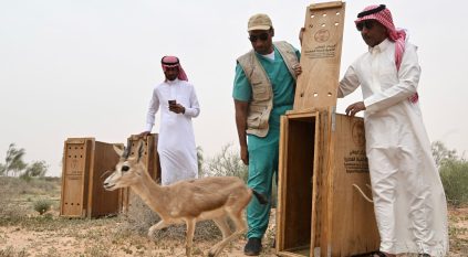 إطلاق عدد من ظباء الريم في متنزه الزلفي الوطني