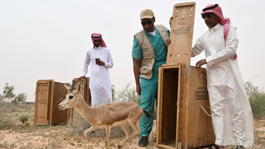 إطلاق عدد من ظباء الريم في متنزه الزلفي الوطني