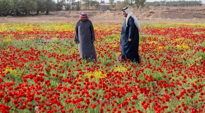 الديدحان علامة فارقة في ربيع الجوف