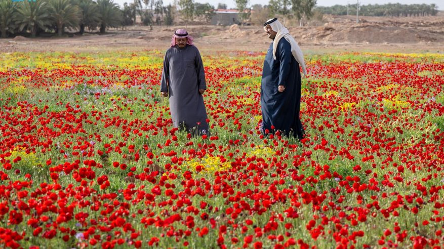 الديدحان علامة فارقة في ربيع الجوف