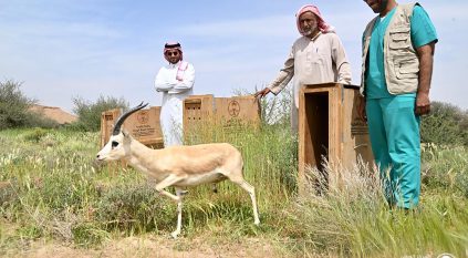 إطلاق عدد من ظباء الريم في متنزه ثادق الوطني