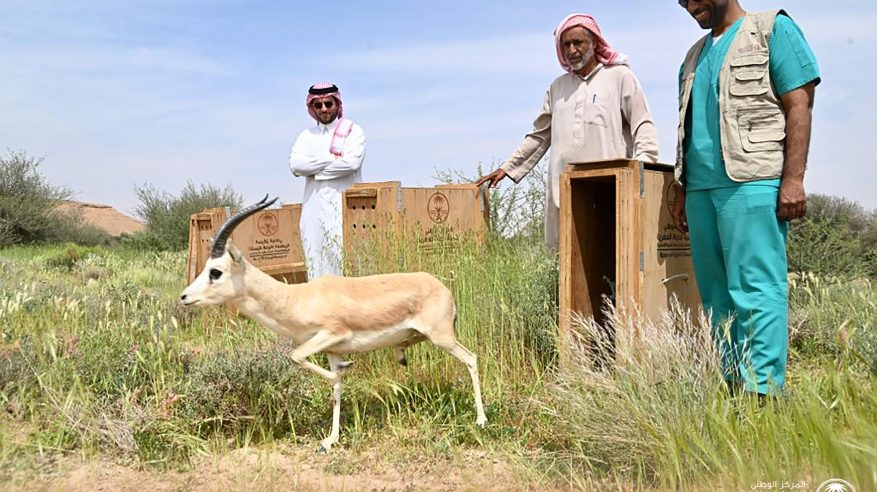 إطلاق عدد من ظباء الريم في متنزه ثادق الوطني