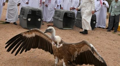 إطلاق 92 كائنًا فطريًا في متنزه البيضاء البري