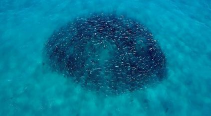 لحظة حركة جنونية للمئات من أسماك القرش