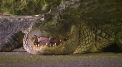 تمساح ضخم يبتلع لاعب كرة قدم بكوستاريكا
