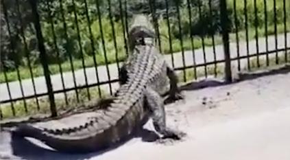 تمساح ضخم يمزق سياجًا معدنيًّا ويهرب في فلوريدا