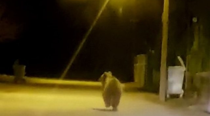 لقطات لدب يتجول وسط الشارع بتركيا
