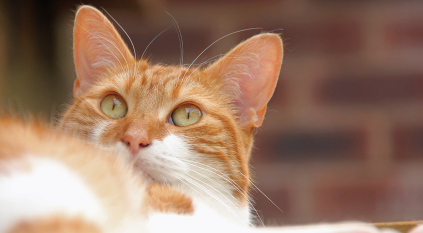 رصد إصابات بمرض جلدي نادر ينتقل عبر القطط في بريطانيا