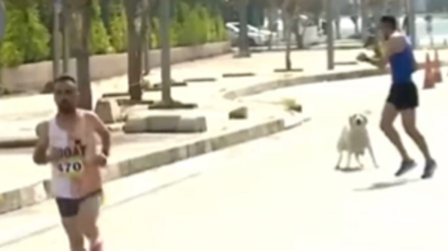 لقطات لكلب ظريف يلاحق المتسابقين بماراثون أربيل العراق