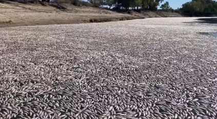 لقطات مخيفة لأسماك نافقة تغطي نهرًا بالكامل في أستراليا