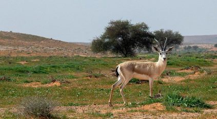 تسجيل محمية الإمام تركي في قاعدة البيانات العالمية للمناطق المحمية