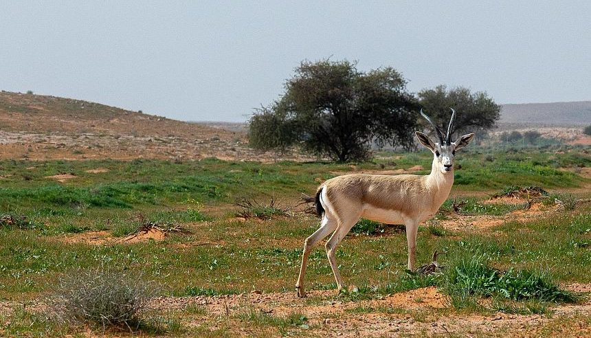 تسجيل محمية الإمام تركي في قاعدة البيانات العالمية للمناطق المحمية