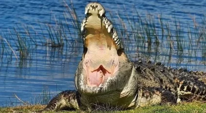 العثور على التمساح الوحش بعدما أفزع سكان فلوريدا