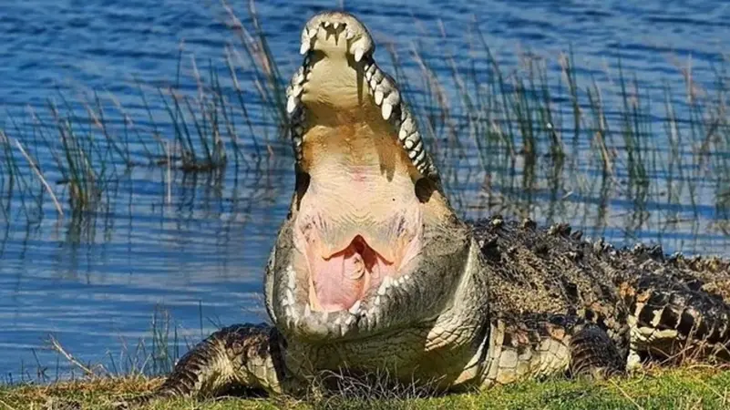 العثور على التمساح الوحش بعدما أفزع سكان فلوريدا