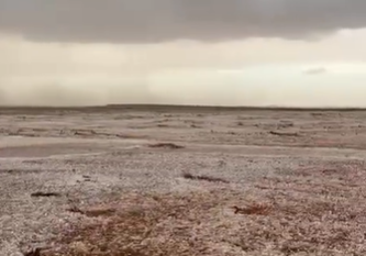 بردية كثيفة على شمال غرب القصيم