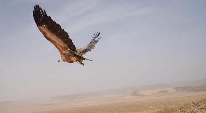 إطلاق 22 طائرًا مهدَّدًا بالانقراض في سماء محمية محمد بن سلمان