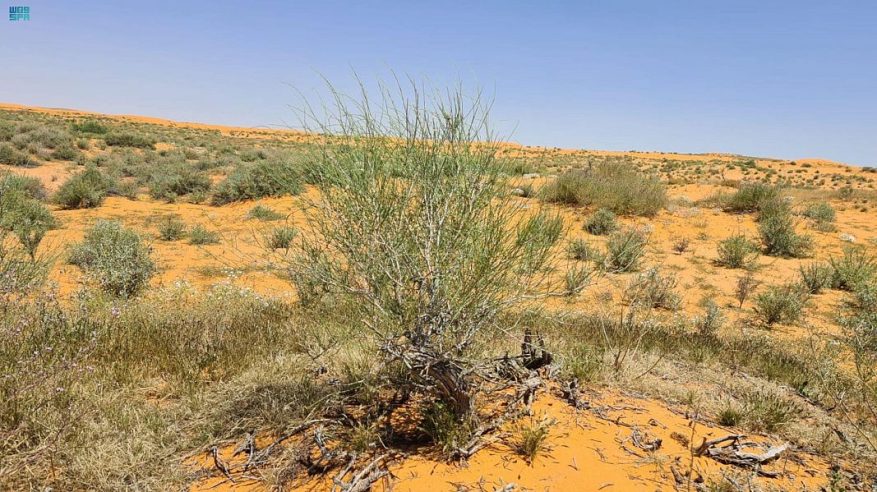 الحياة تدب في شجر الأرطى وانتعاش الغطاء النباتي بمحمية تركي بن عبدالله