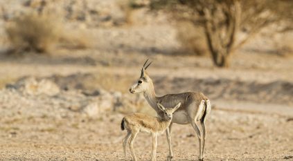 ولادة الجيل الأول من صغار الظباء والوعول بمحمية “نيوم”