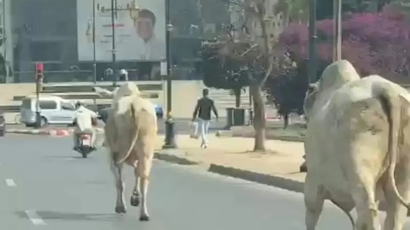 أبقار تتجول في الشوارع وتثير القلق بالمغرب