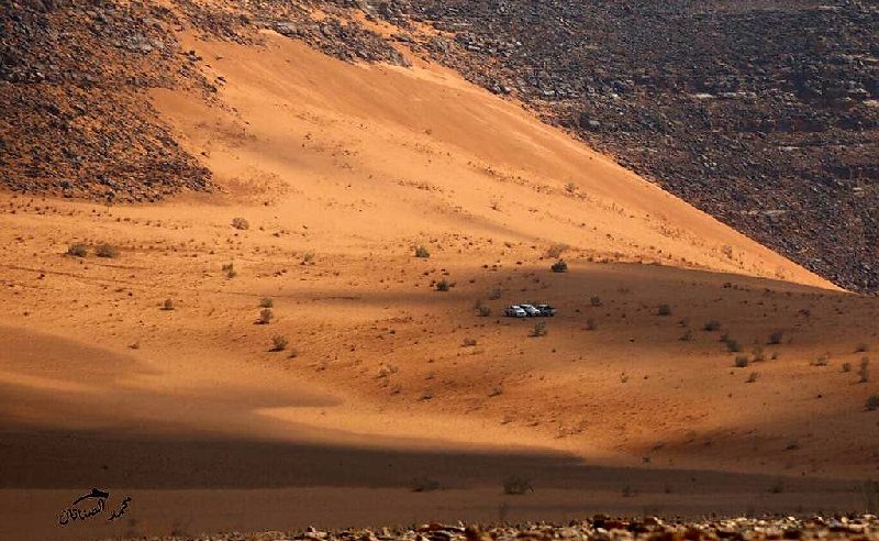 العثور على مفقود محمية الطبيق بصحة جيدة