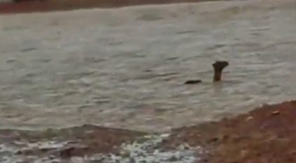 سيول حائل تجرف جملاً صغيراً ومواطن يبادر لإنقاذه