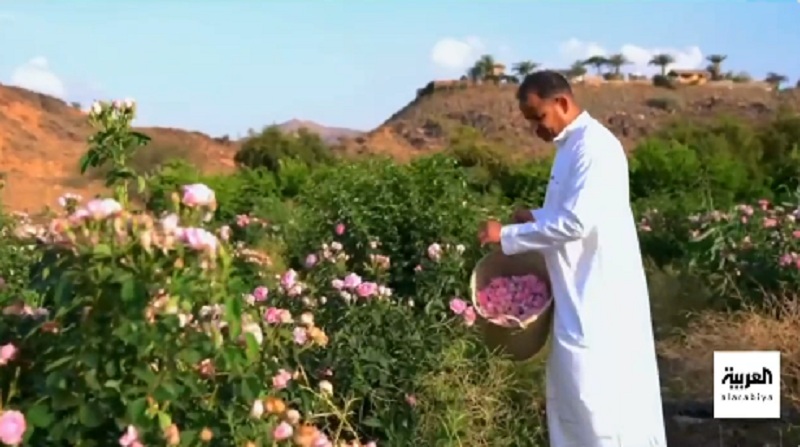 مزارع عاشق لـ الورد المديني يحلم بوصوله للعالمية