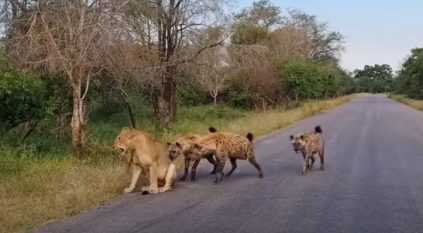 مجموعة ضباع تحاول افتراس لبؤة مسنة