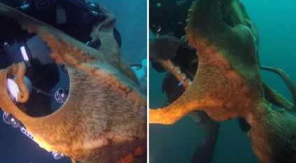 لقطة مرعبة لأخطبوط عملاق يجر غطاسًا لقاع البحر