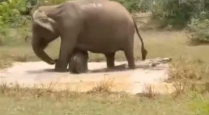 مواجهة شرسة بين تمساح ضخم وأنثى فيل دفاعًا عن صغيرها