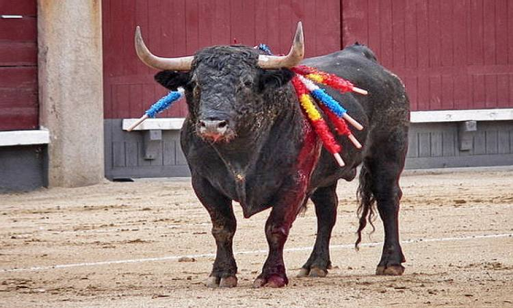 حظر مصارعة الثيران للأقزام في إسبانيا