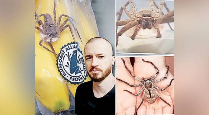 بريطاني يعثر على أنثى عنكبوت سامة داخل كيس موز