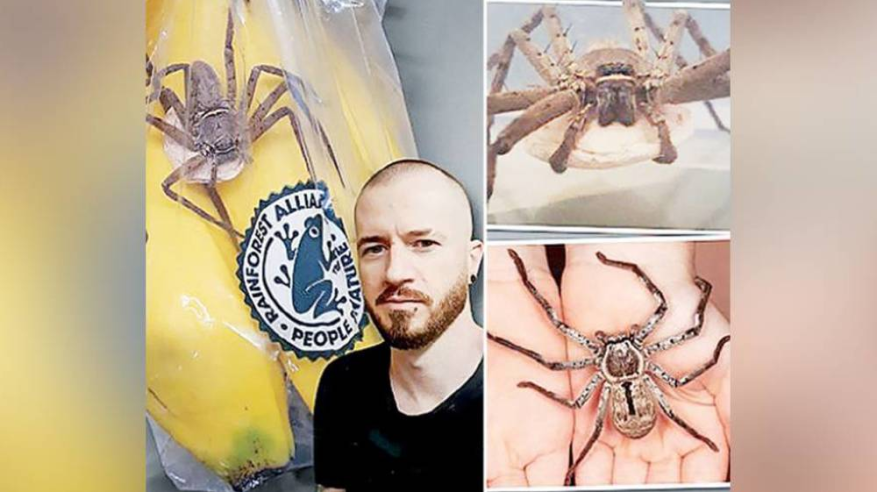 بريطاني يعثر على أنثى عنكبوت سامة داخل كيس موز