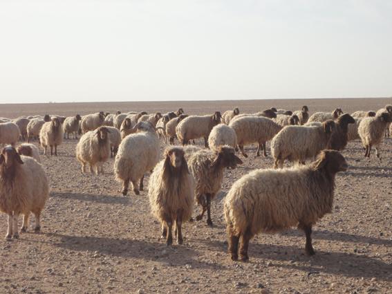 مزايا الدفع الغذائي في تربية الأغنام