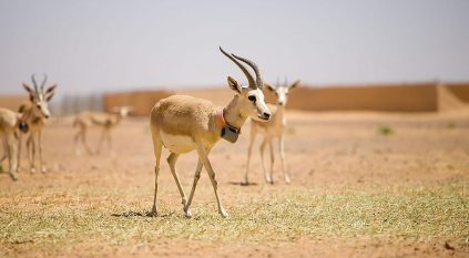 27 ولادة للمها والوعل وغزال الريم في محمية الملك سلمان