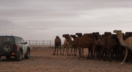 محمية الملك سلمان تواصل طرد الحيوانات السائبة داخل حرة الحرة