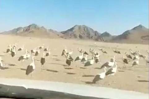 سرب من الطيور المهاجرة يغلق طريقاً عاماً في المملكة