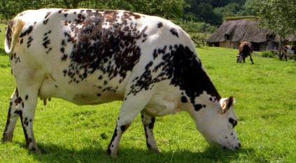 تعليم الأبقار في فرنسا استخدام المرحاض لتفادي كارثة بيئية
