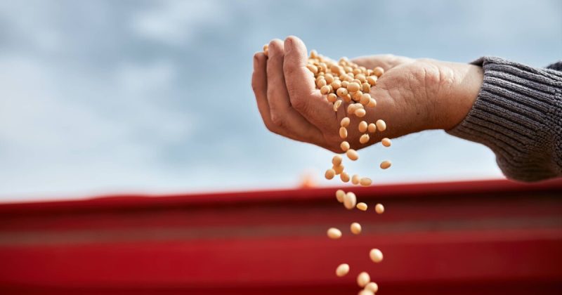 أزمة الحبوب العالمية تعصف بـ الباستا الإيطالية
