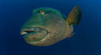 حظر صيد أسماك الترباني في البحر الأحمر