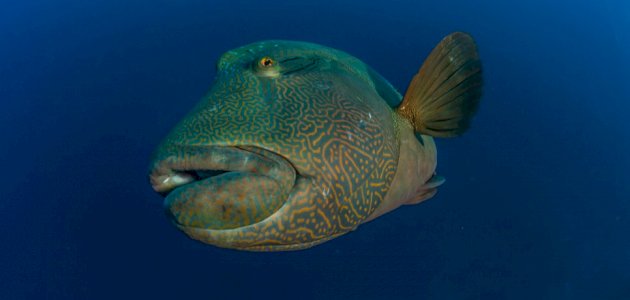 حظر صيد أسماك الترباني في البحر الأحمر