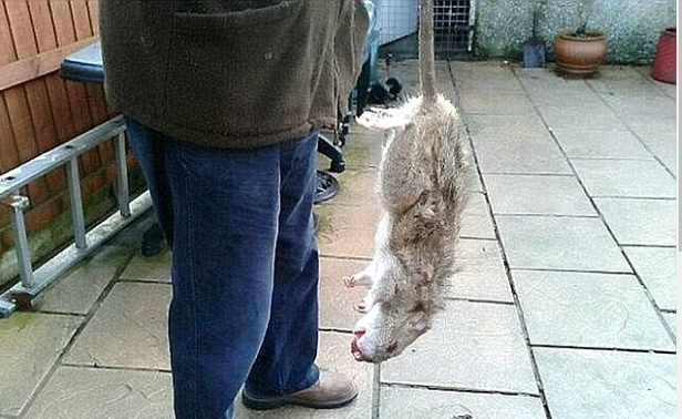 الفئران في بريطانيا تصبح بحجم الكلاب الصغيرة