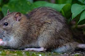 الفئران في بريطانيا تصبح بحجم الكلاب الصغيرة