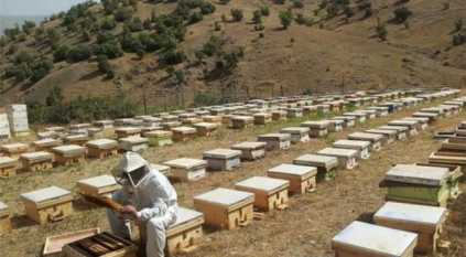 السيول تجرف 250 خلية نحل في الأردن