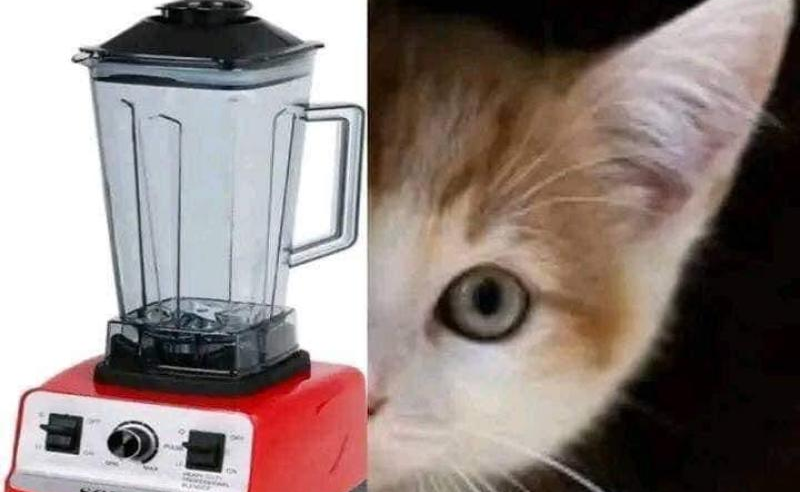 لقطات لصيني يضع قطة حية بالخلاط الكهربائي