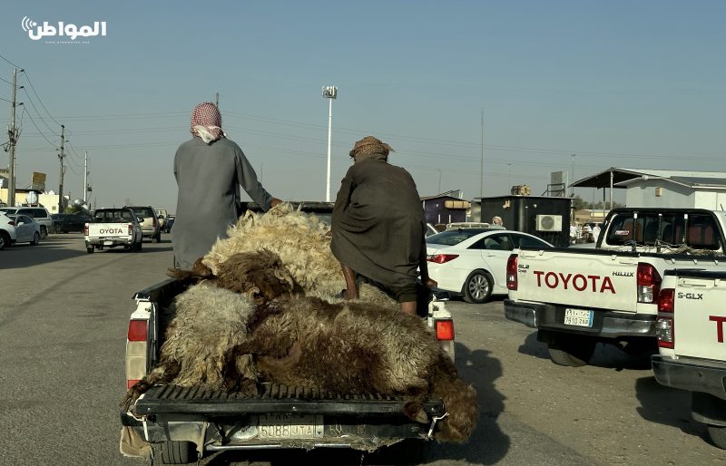 نفوق الأغنام في حفر الباطن