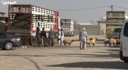 تفاصيل جديدة حول نفوق الأغنام بحفر الباطن والجمارك تلتزم الصمت