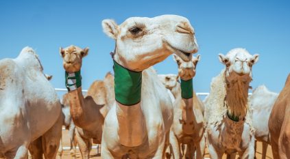 انطلاق مهرجان جادة الإبل في تبوك بجوائز تتجاوز الـ 13 مليون ريال